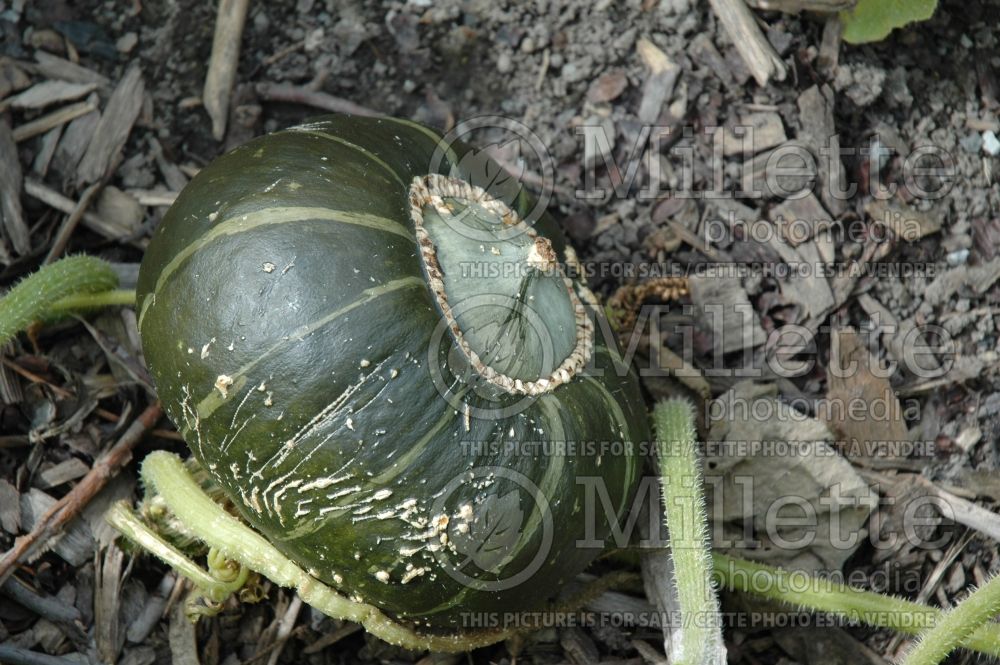 Cucurbita Bonbon (Squash vegetable) 1