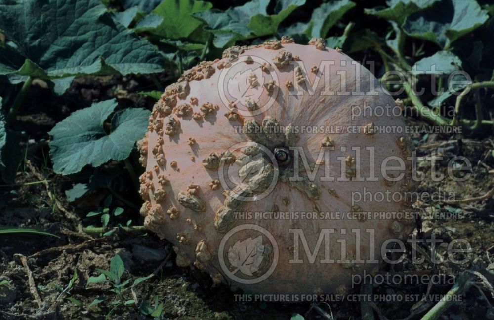 Cucurbita Galeux d'Eysines (Squash vegetable) 1