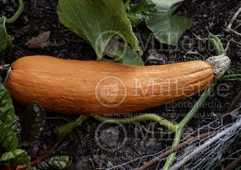 Cucurbita Gete Okosomin (Squash vegetable) 1