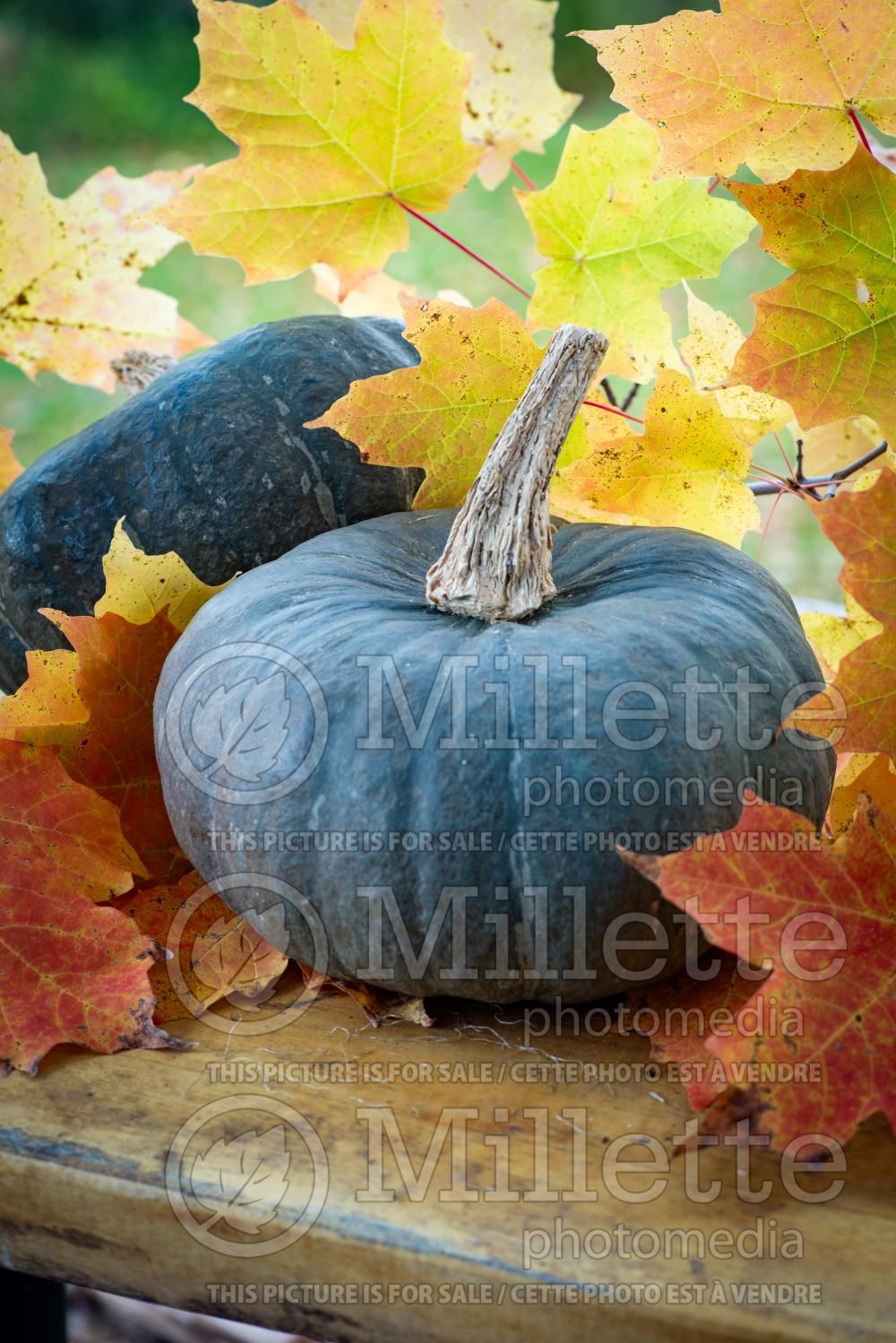 Curcurbita Jarrahdale Blue (pumpkin squash vegetable) 3