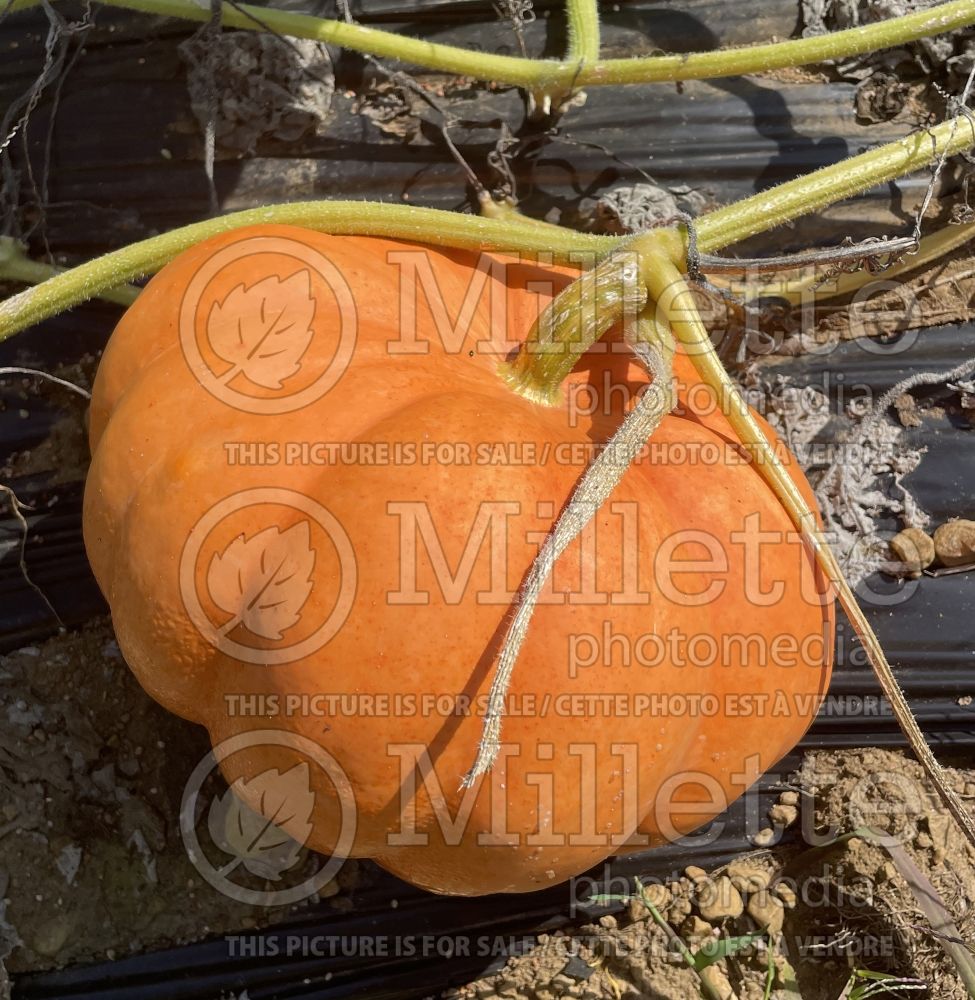 Cucurbita Moranga (Pumpkin) 1