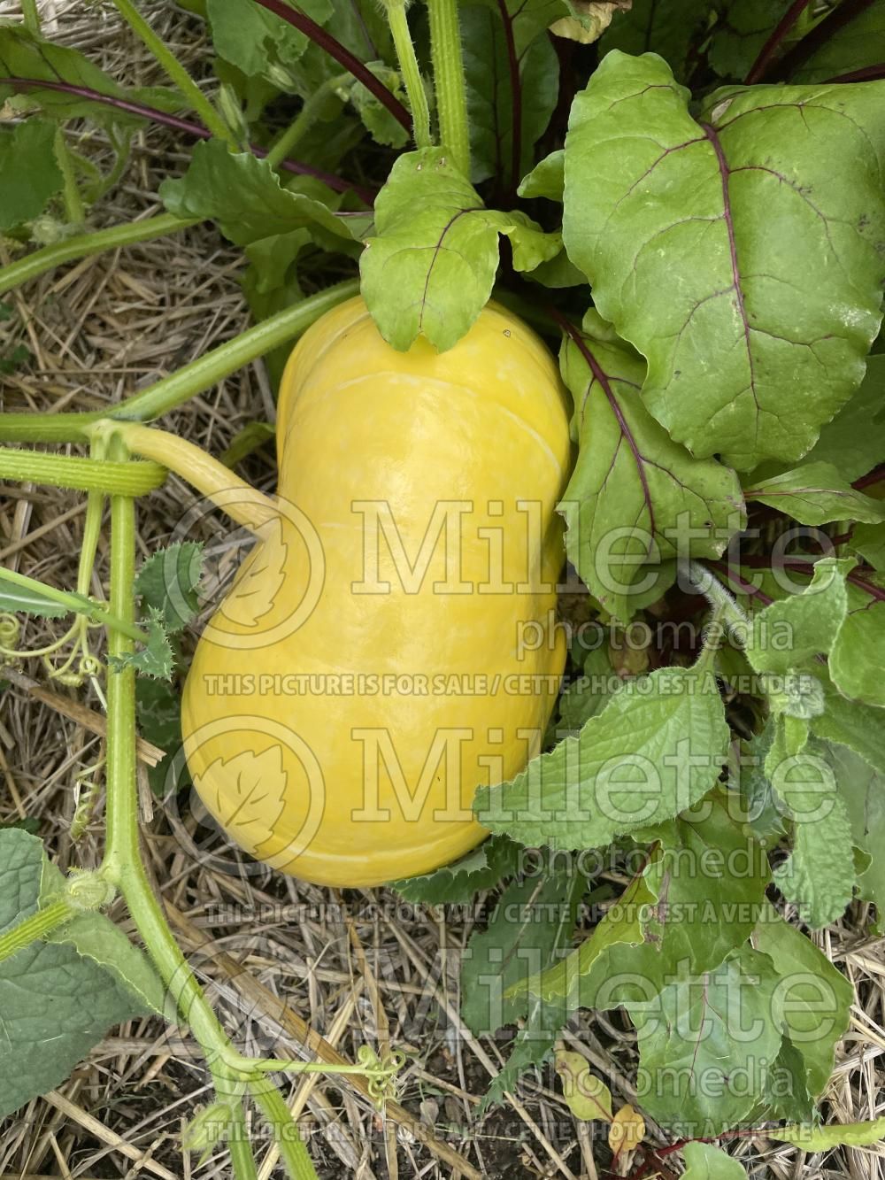 Cucurbita Rouge vif d'Étampes (winter squash Pumpkin) 9