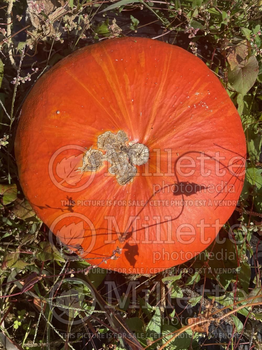 Cucurbita Rouge vif d'Étampes (winter squash Pumpkin) 7