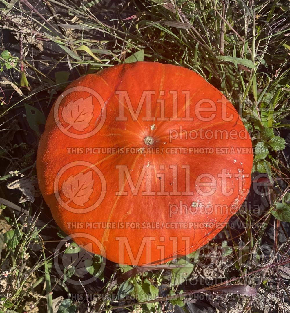 Cucurbita Rouge vif d'Étampes (winter squash Pumpkin) 8