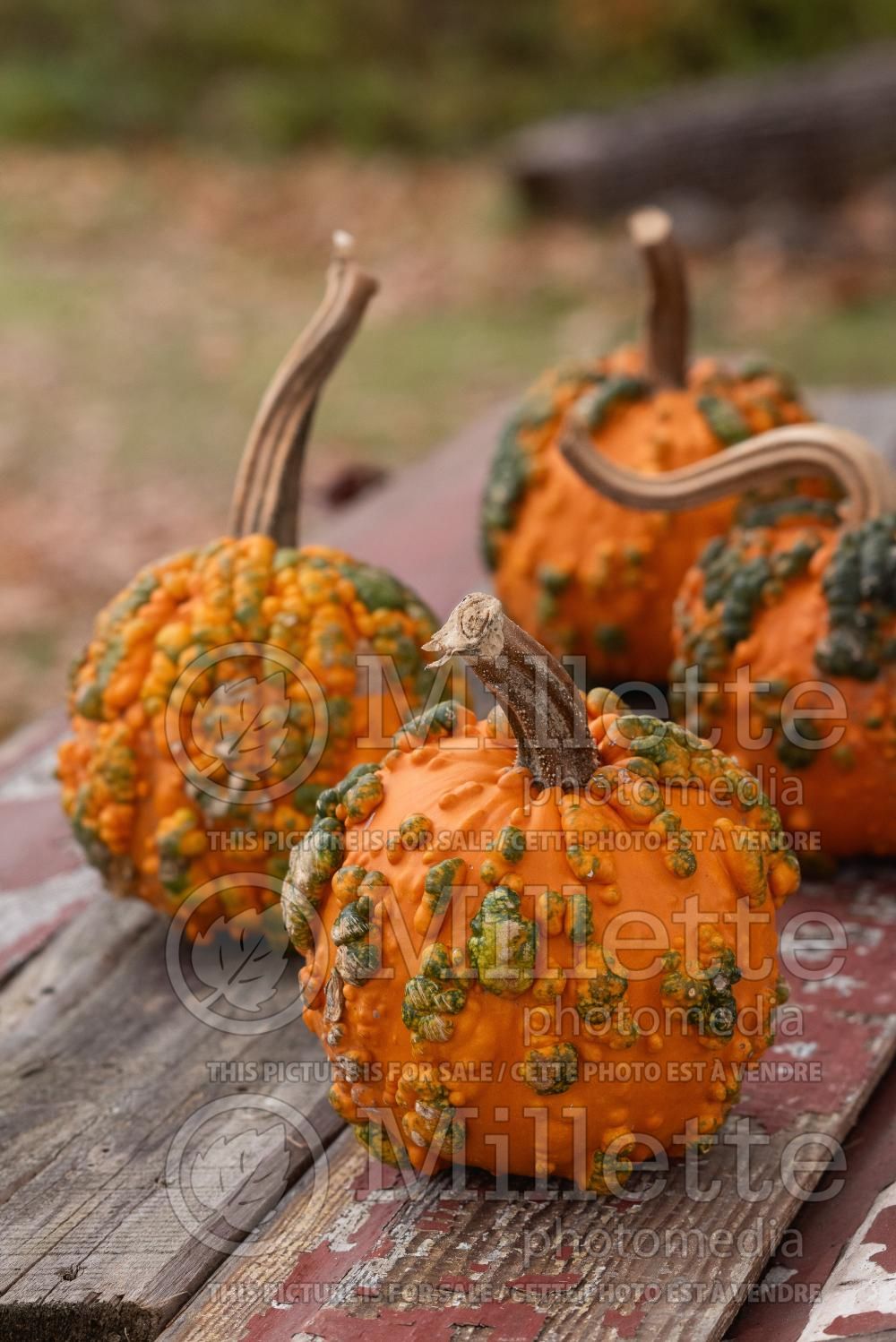 Cucurbita Warty Goblin (Pumpkin vegetable) 1