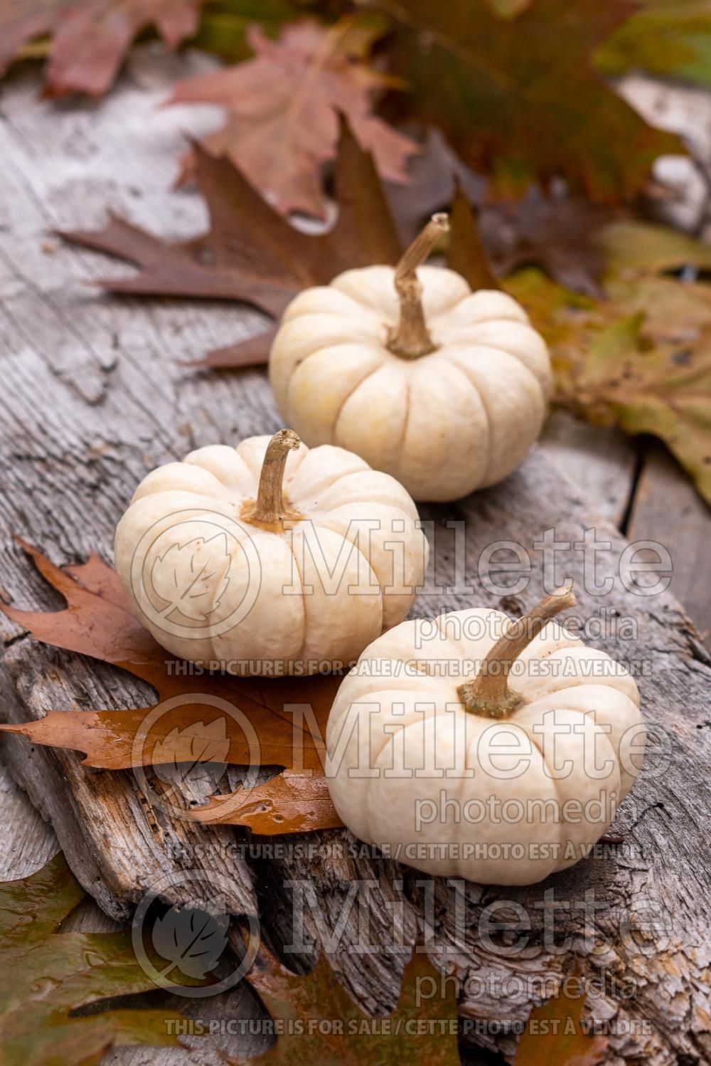 Cucurbita White Delight (Pumpkin squash vegetable) 2