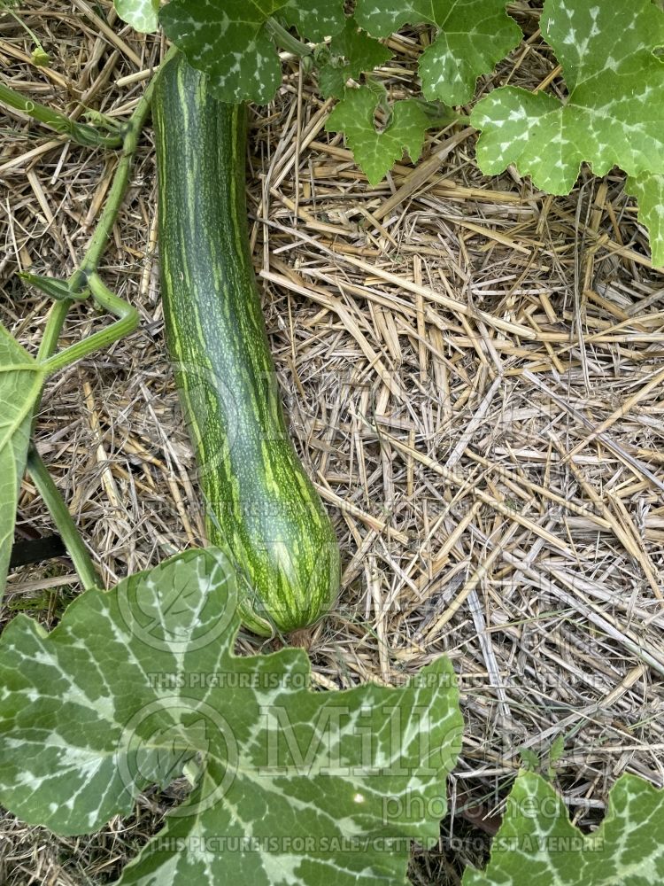 Cucurbita Longue de Nice (Spaghetti Squash) 2