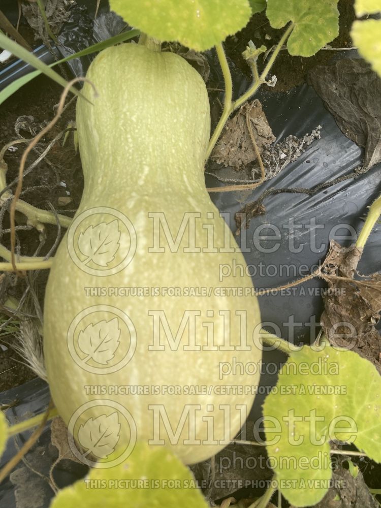 Cucurbita Rogosa Violina Gioia (Spaghetti Squash) 2