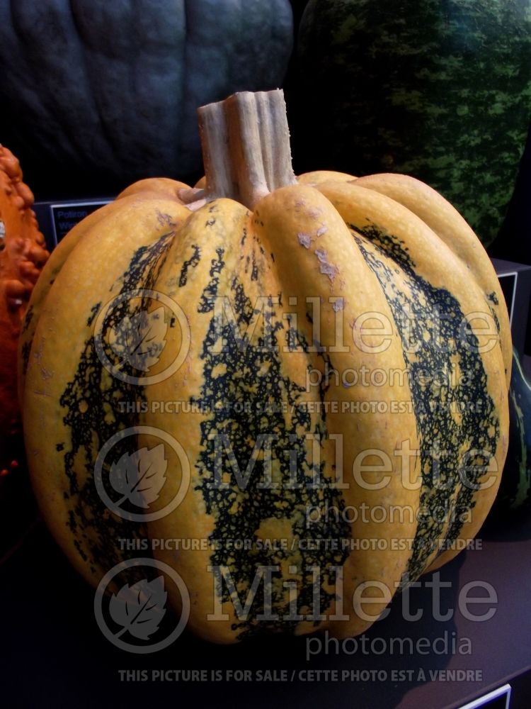 Cucurbita Americana Tonda (Squash courgette gourd vegetable) 1