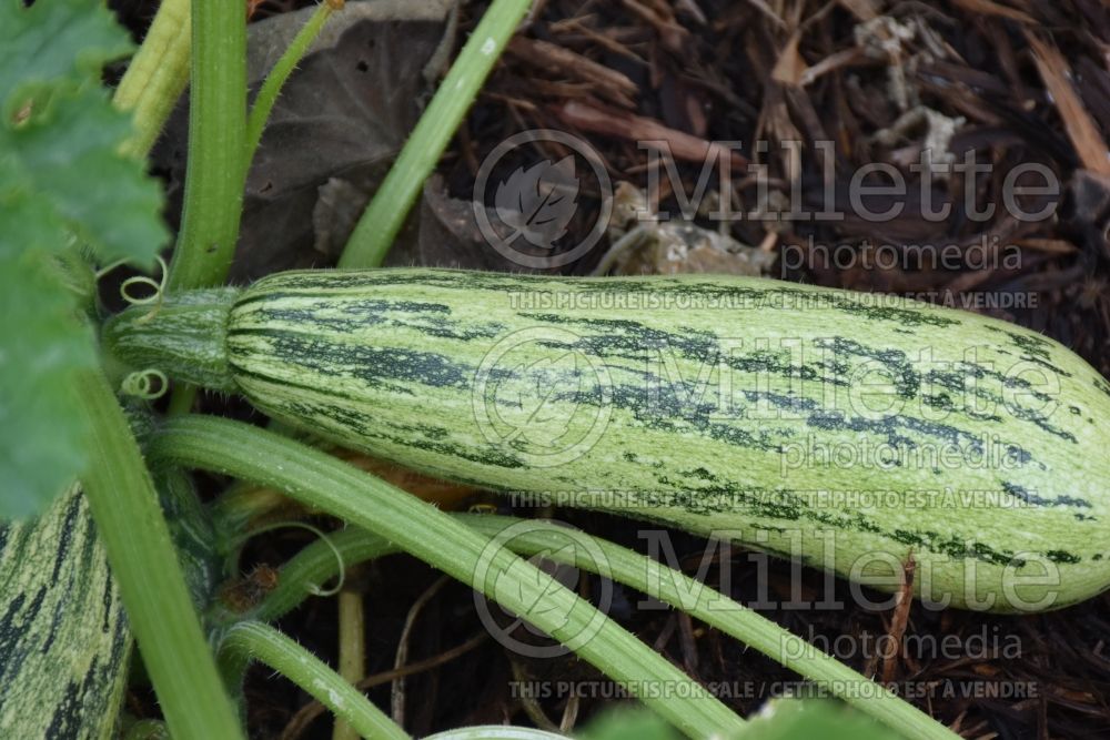 Cucurbita Bossa Nova (Squash Zucchini) 2