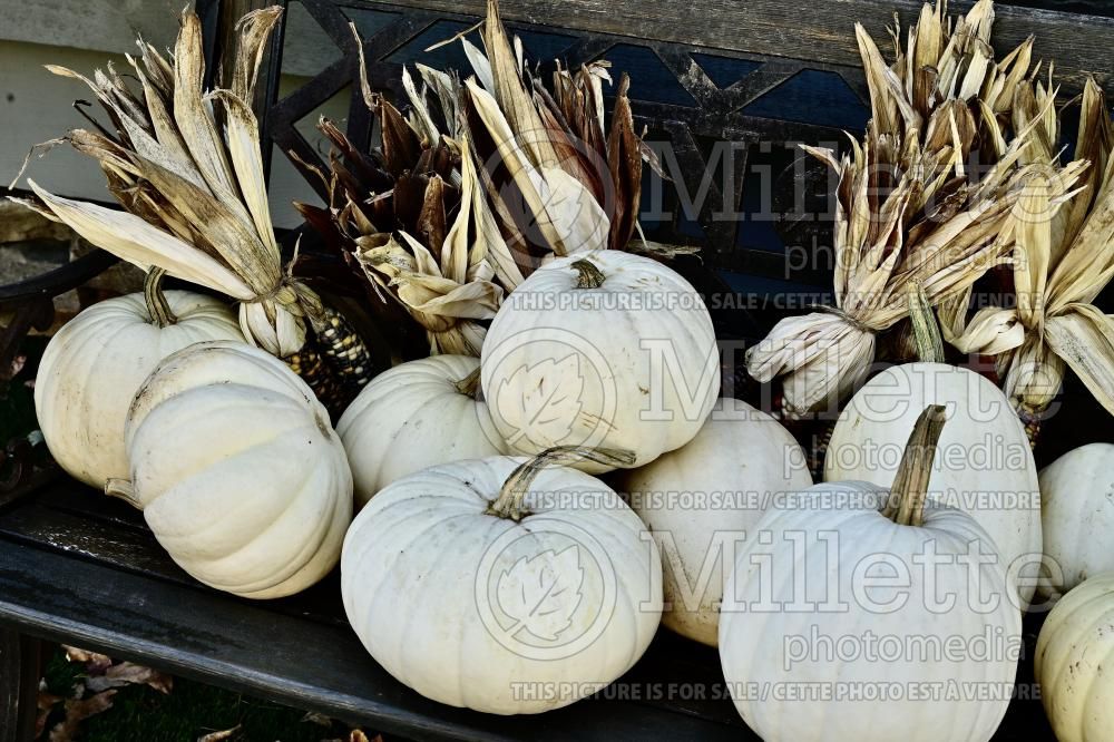 Cucurbita Casper or Casperita (Pumpkin Squash courgette gourd vegetable) 1
