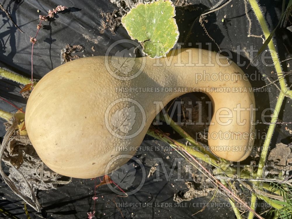 Cucurbita Crookneck (Squash courgette gourd vegetable) 2