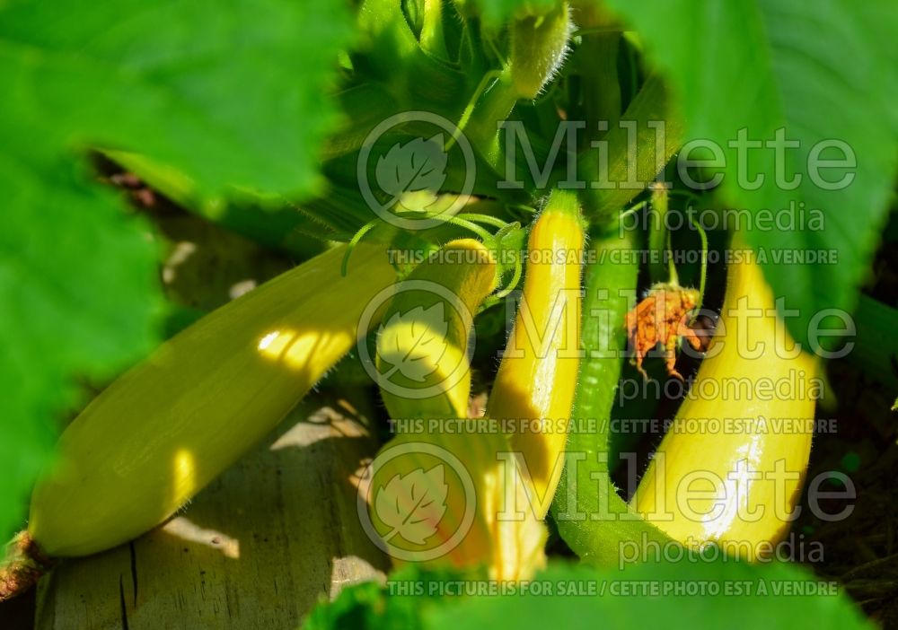 Cucurbita Enterprise (Squash courgette gourd vegetable) 1