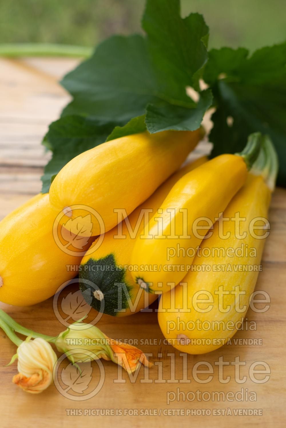 Cucurbita Golden Rod (Zucchini vegetable) 2