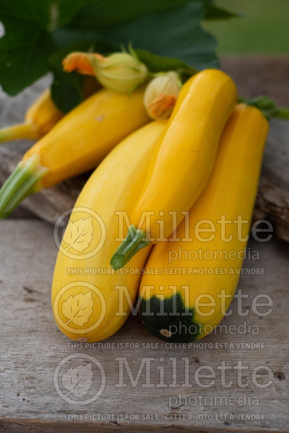 Cucurbita Golden Rod (Zucchini vegetable) 1