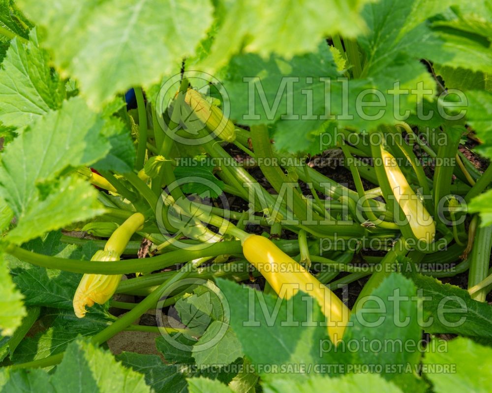 Cucurbita Smooth Criminal (Squash courgette gourd vegetable) 1