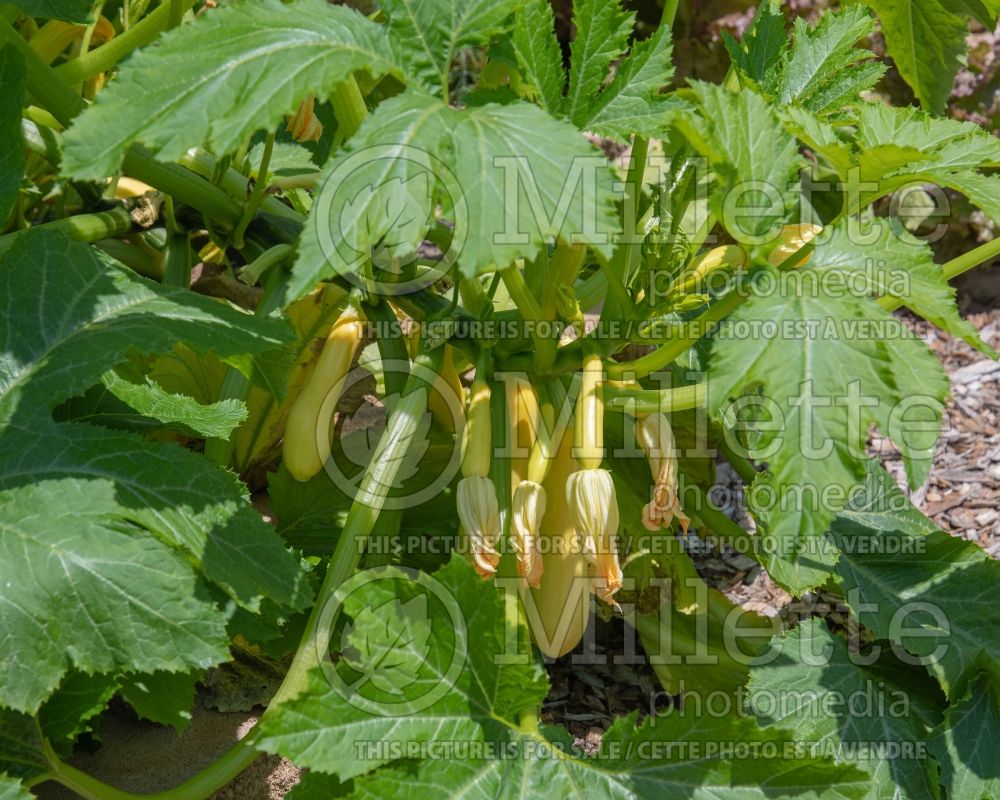 Cucurbita Smooth Criminal (Squash courgette gourd vegetable) 2