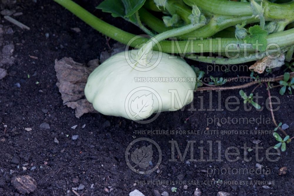 Cucurbita Starship (Squash courgette gourd vegetable) 1