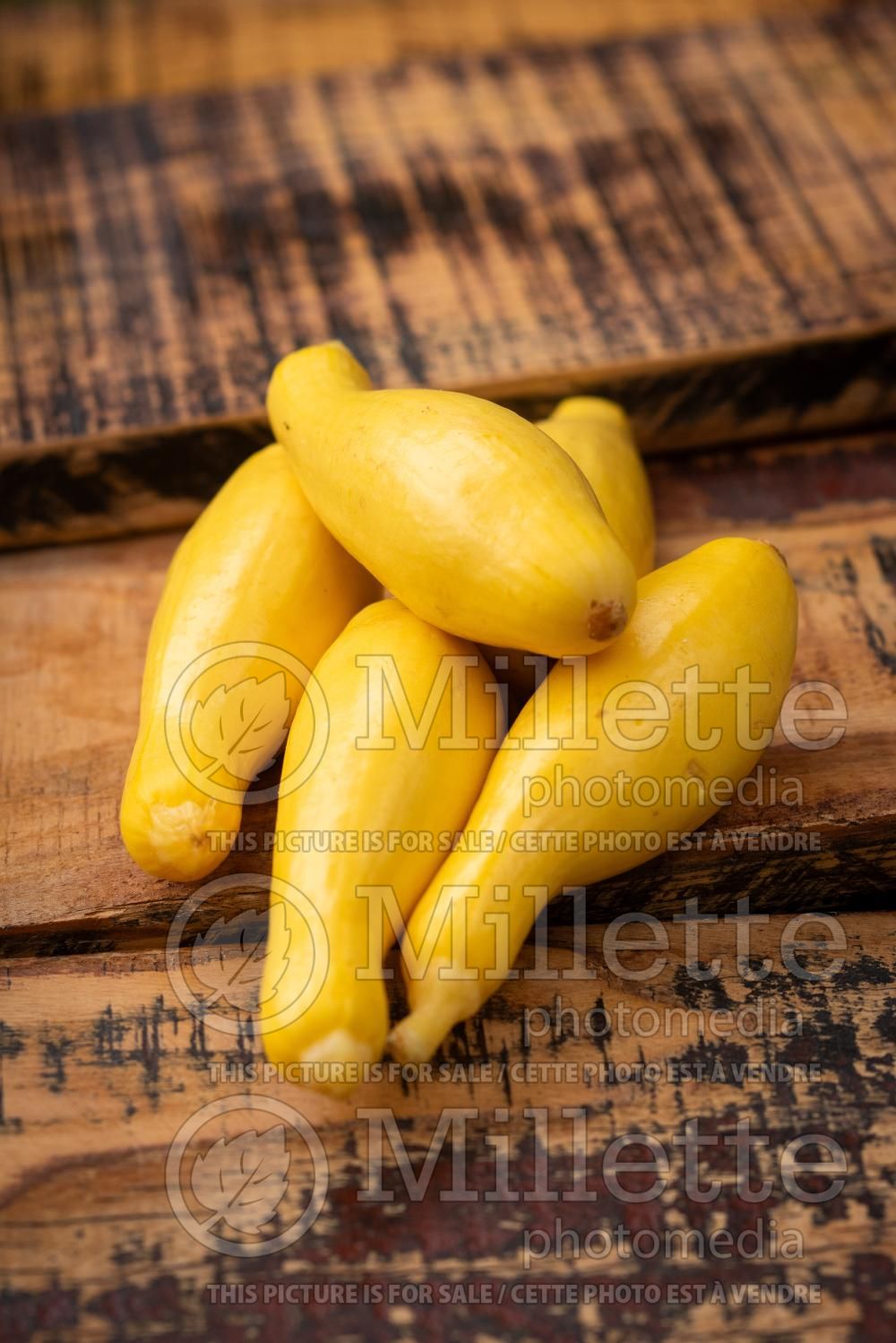 Cucurbita Yellow Crookneck (Squash courgette gourd vegetable) 1
