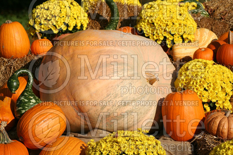 Cucurbita Atlantic Giant (Pumpkin vegetable) 1