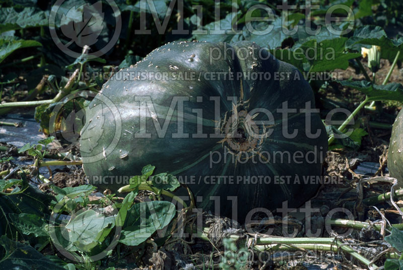 Cucurbita Courge du Perou (Squash) 1