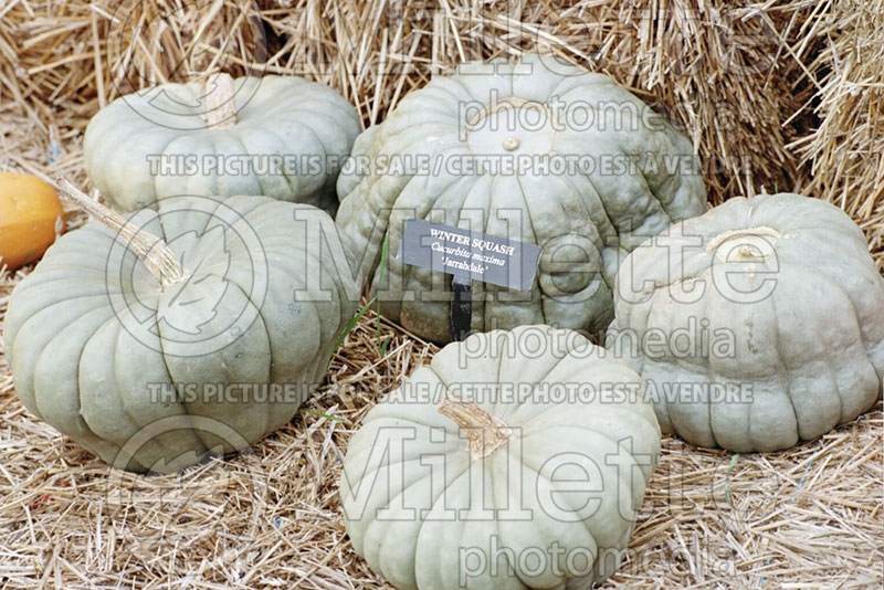 Cucurbita Jarrahdale (Squash) 1