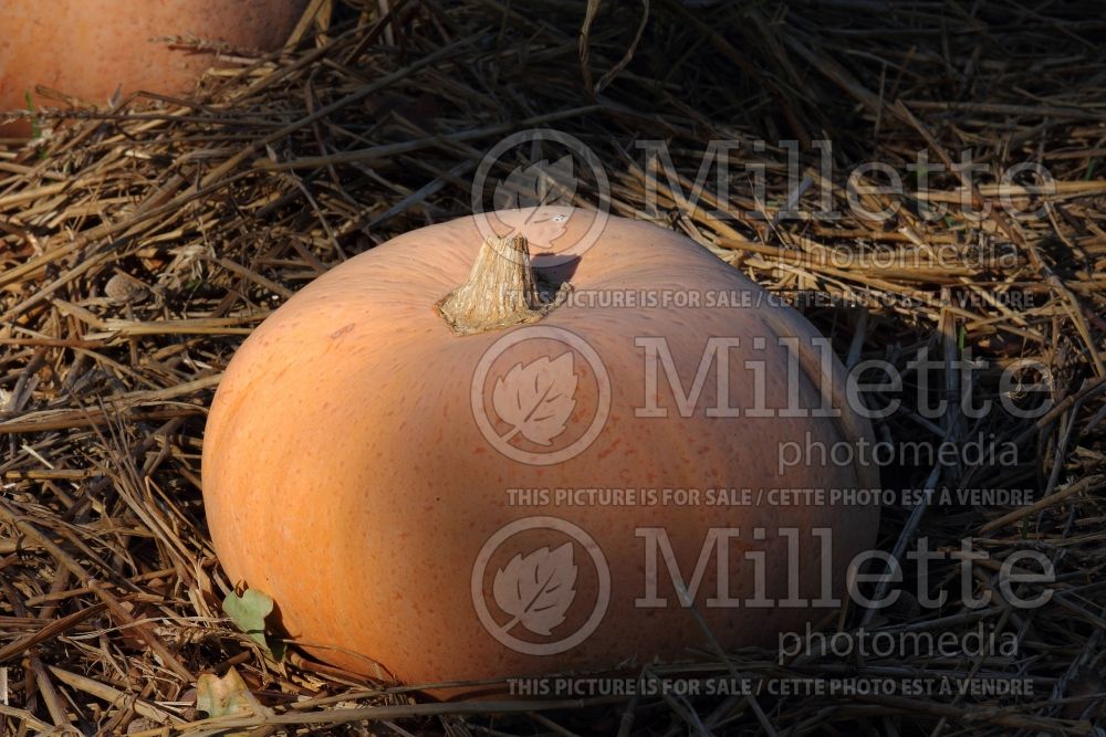 Cucurbita Jaune Gros de Paris (Pumpkin, Winter Squash) 1