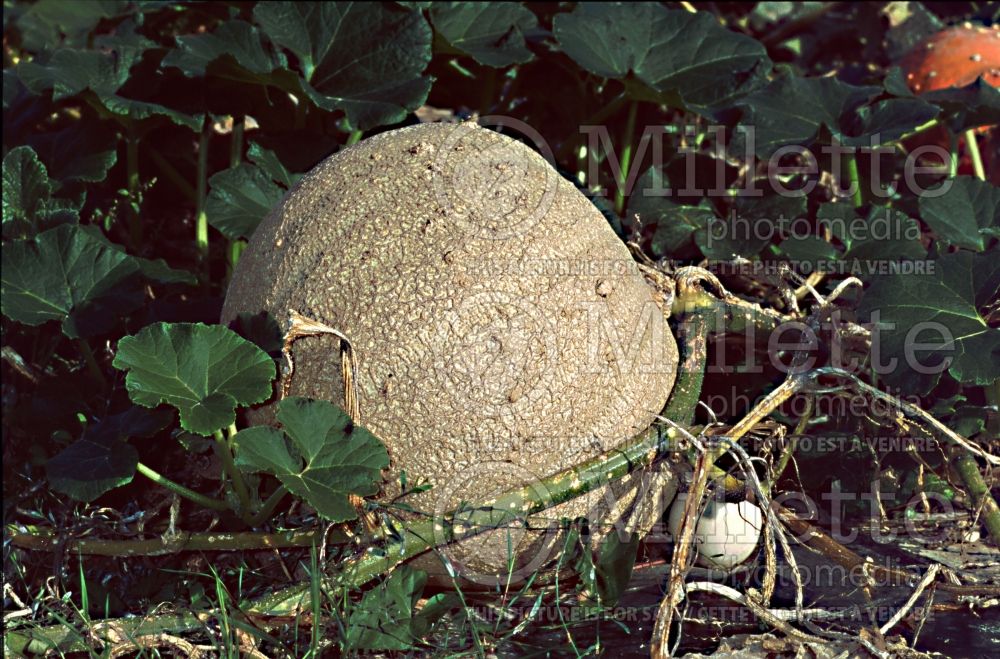 Cucurbita La Grise du Marais (Pumpkin, Winter Squash) 1