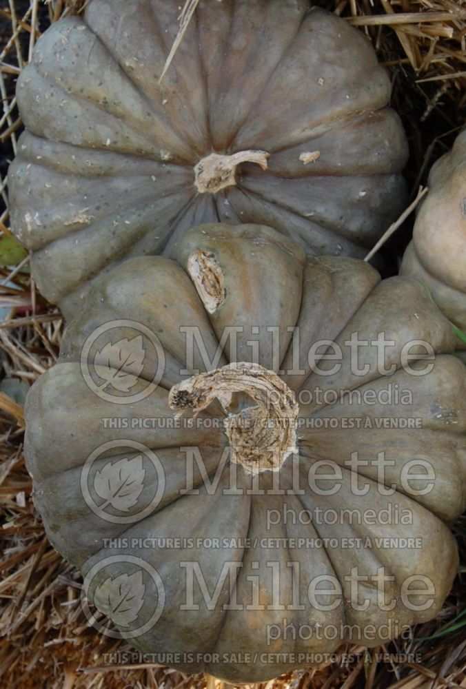 Cucurbita Queensland Blue (Pumpkin, Winter Squash) 2