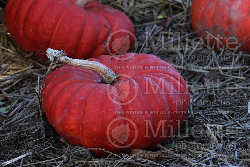 Cucurbita Rouge vif d'Étampes (winter squash Pumpkin) 5