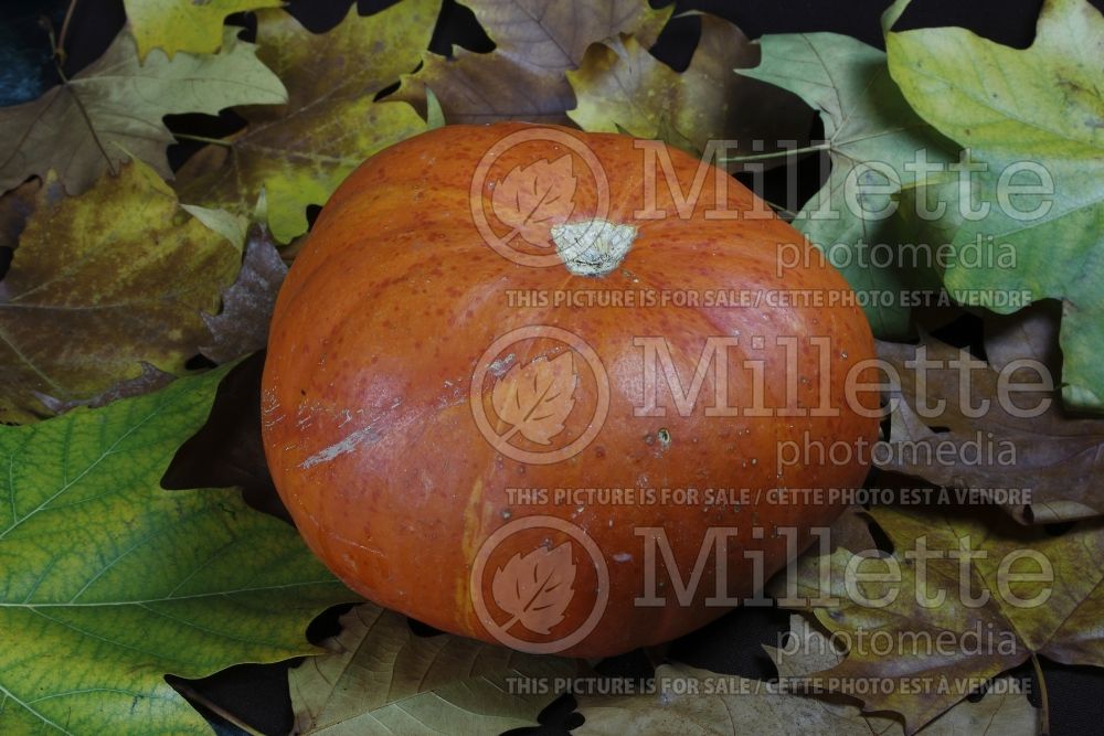 Curcubita Rouge Vif d'Etampes (Squash) 2