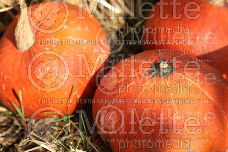 Cucurbita Sunshine (Squash) 1