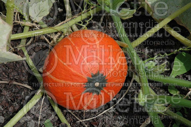 Cucurbita Sunshine (Squash) 2