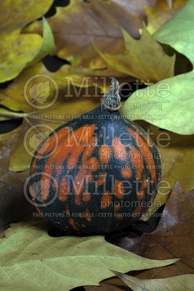 Cucurbita Uchiki Kuri (Squash) 1