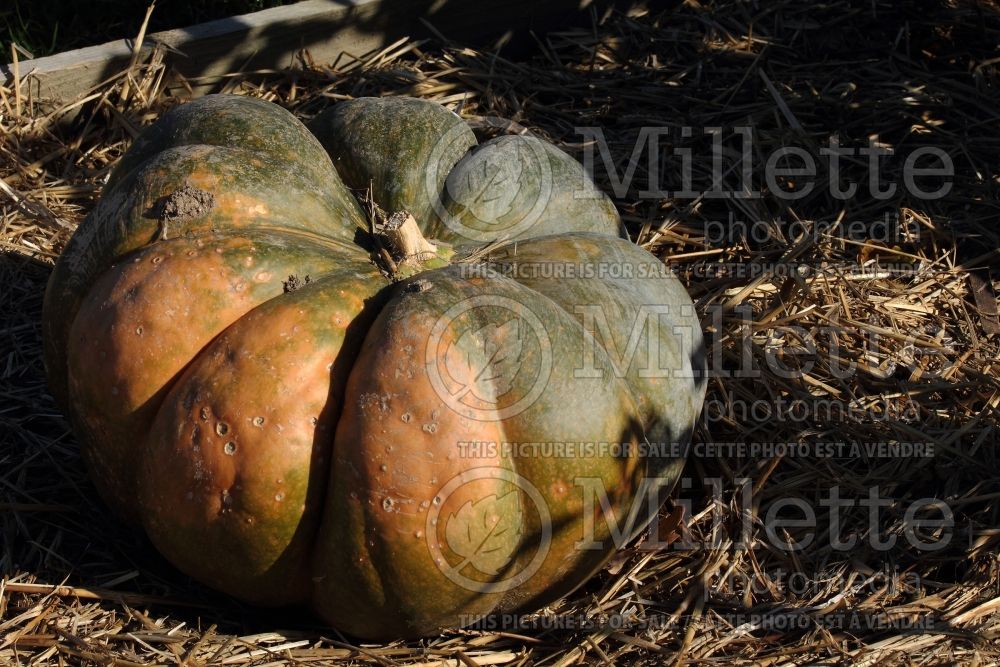 Cucurbita Musquee de Provence (Fairytale pumpkin) 1