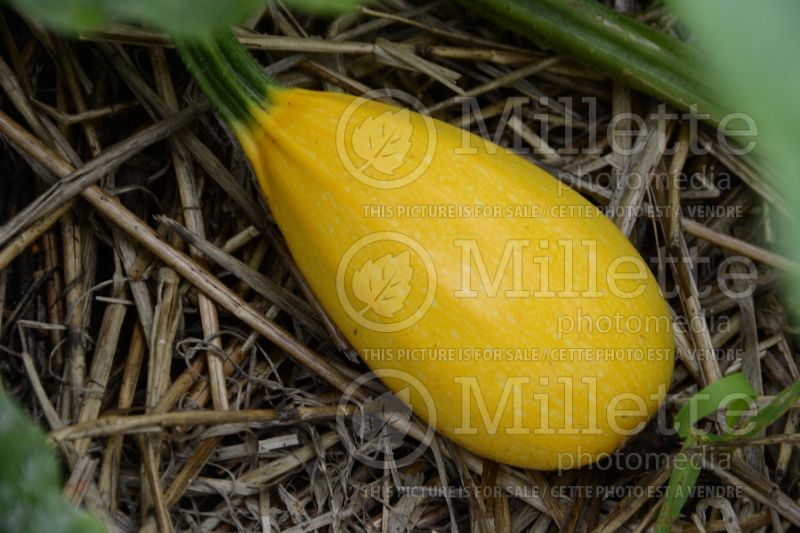 Cucurbita Orangetti (Spaghetti Squash) 1