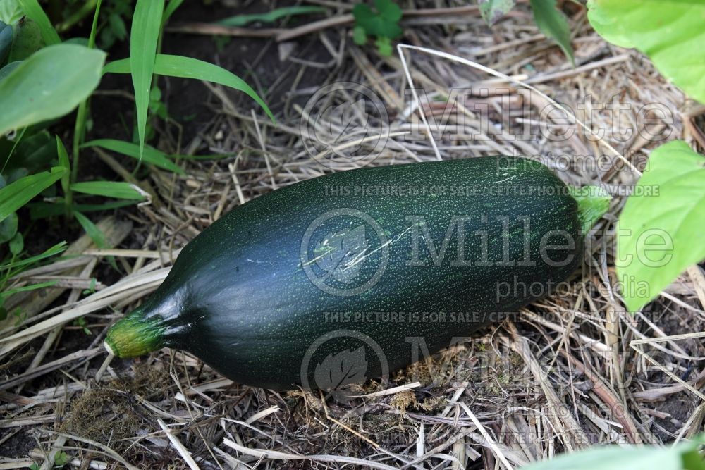 Cucurbita Ambassador (Squash crookneck Zucchini courgette gourd vegetable) 2