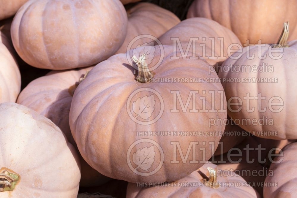 Cucurbita Cheddar (Pumpkin) 1 