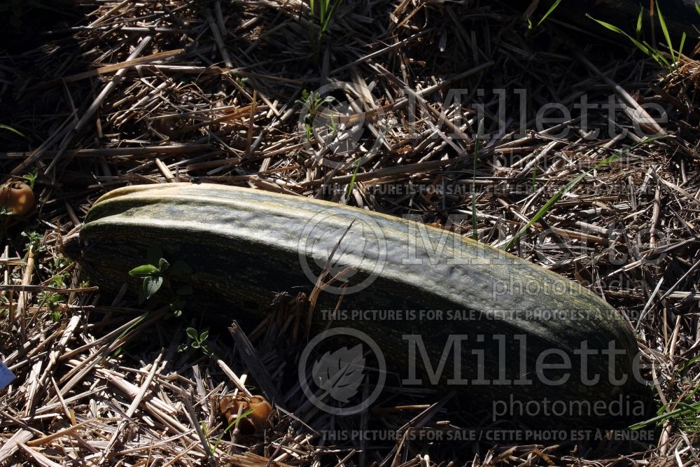 Cucurbita Costata Romanesco (Squash zucchini) 2