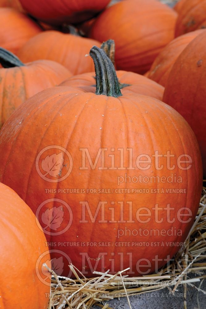 Cucurbita Jack O Lantern (pumpkin vegetable) 1
