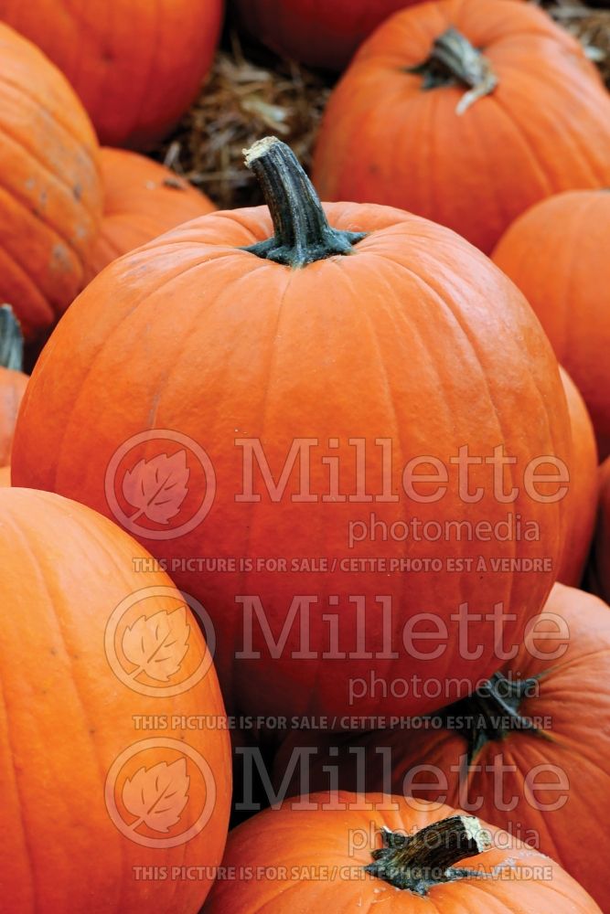 Cucurbita Jack O Lantern (pumpkin vegetable) 2