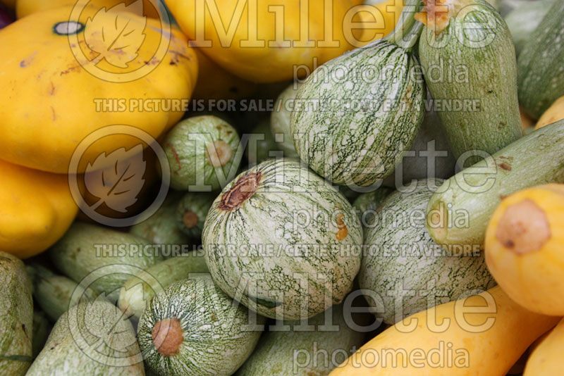 Basket full of squash and pumpkins (Ambiance) 15