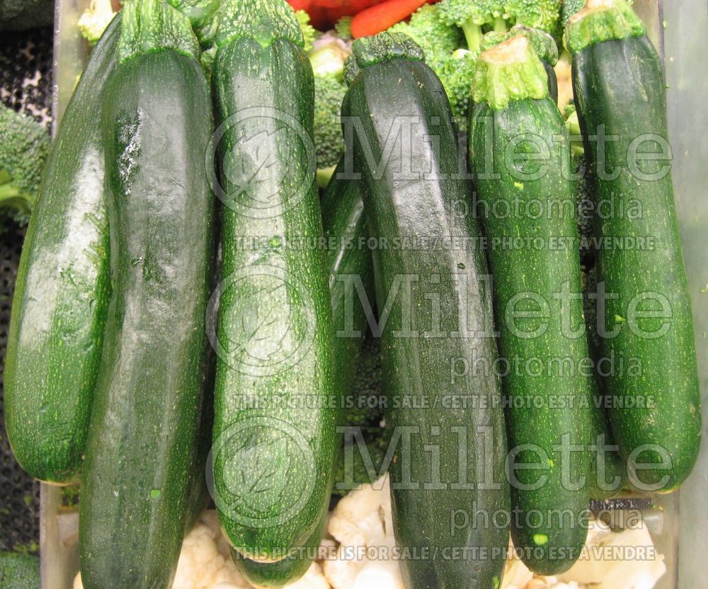 Cucurbita pepo (Squash Zucchini) 1