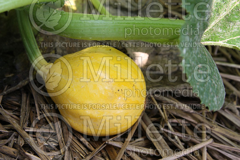 Cucurbita Lemon (Squash) 1