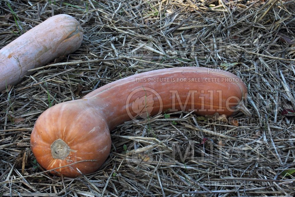 Cucurbita Longue de Nice (Squash Zucchini) 1