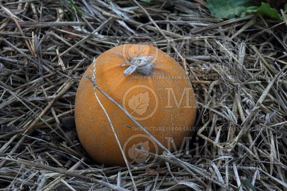 Cucurbita Melonnette Jaspée de Vendée (Squash Zucchini) 1