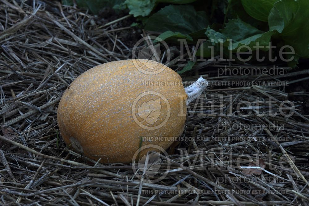 Cucurbita Melonnette Jaspée de Vendée (Squash Zucchini) 2