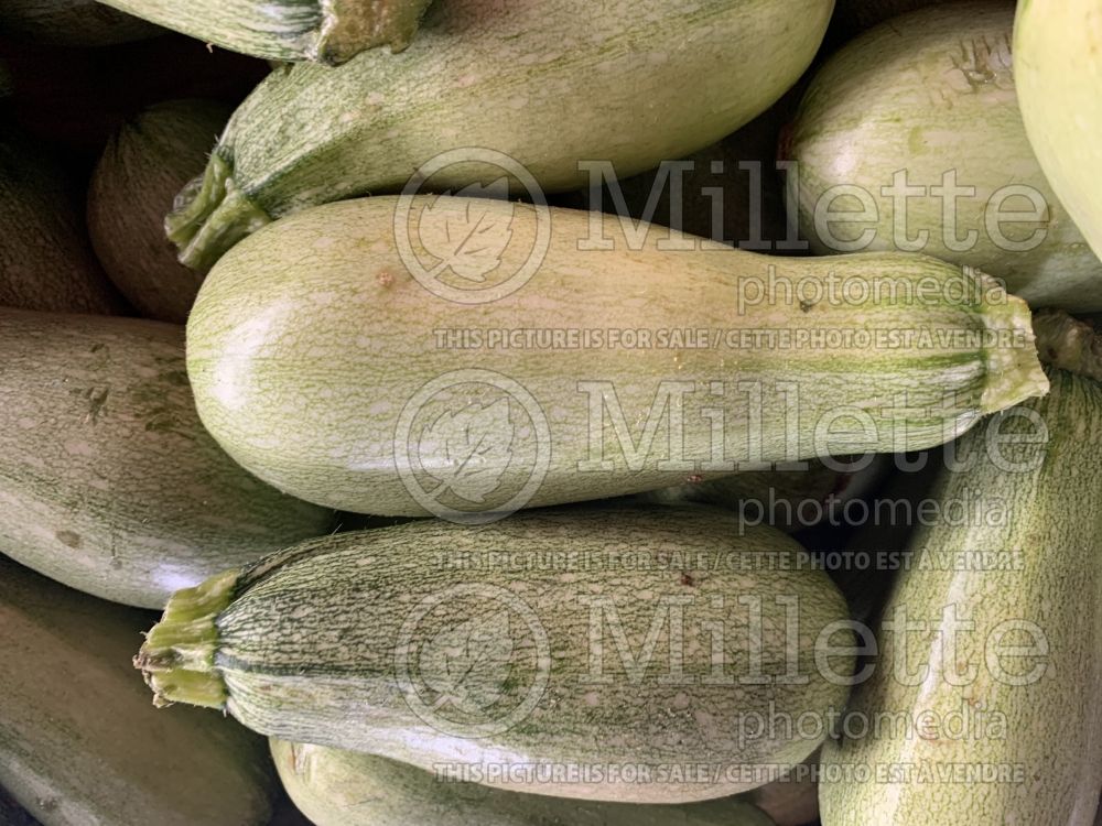 Cucurbita pepo (Squash Zucchini courgette gourd vegetable) 1
