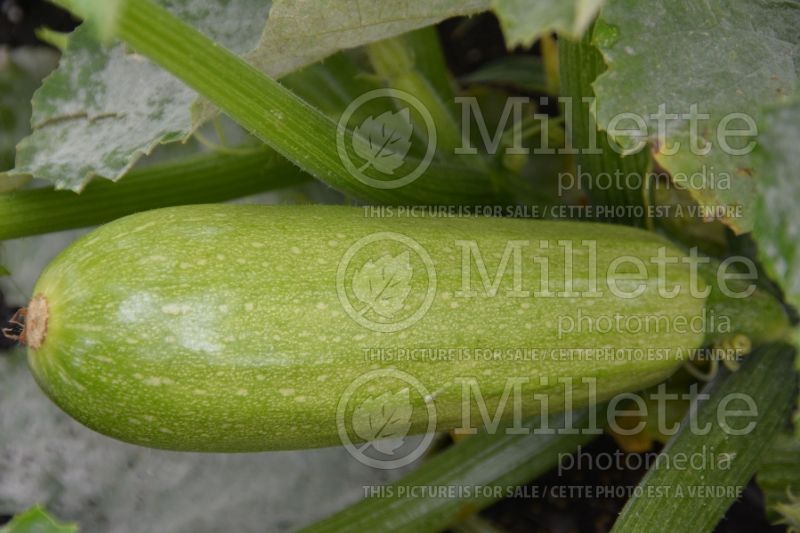 Cucurbita Quirinal (Squash Zucchini) 1