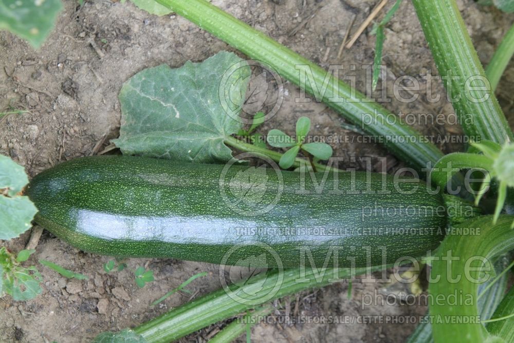 Cucurbita pepo Revenue (Squash Zucchini) 1